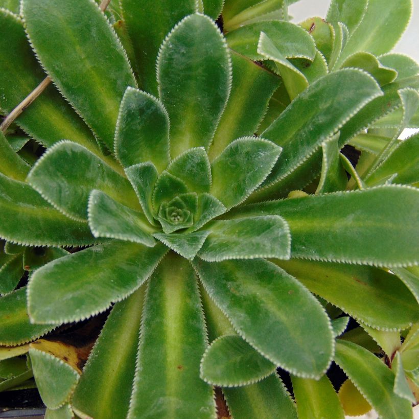 Saxifraga cotyledon Southside Seedling - Saxifrage des montagnes (Feuillage)