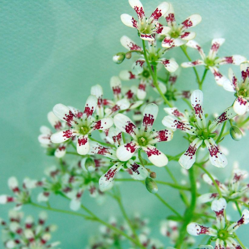 Saxifraga cotyledon Southside Seedling - Saxifrage des montagnes (Floraison)