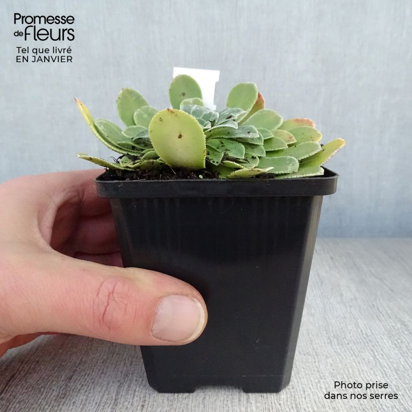 Spécimen de Saxifraga cotyledon Southside Seedling - Saxifrage des montagnes Godet de 8/9 cm tel que livré en hiver