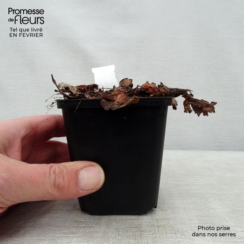 Spécimen de Saxifraga fortunei Beni Tsukasa - Saxifrage Godet de 8/9 cm tel que livré en hiver