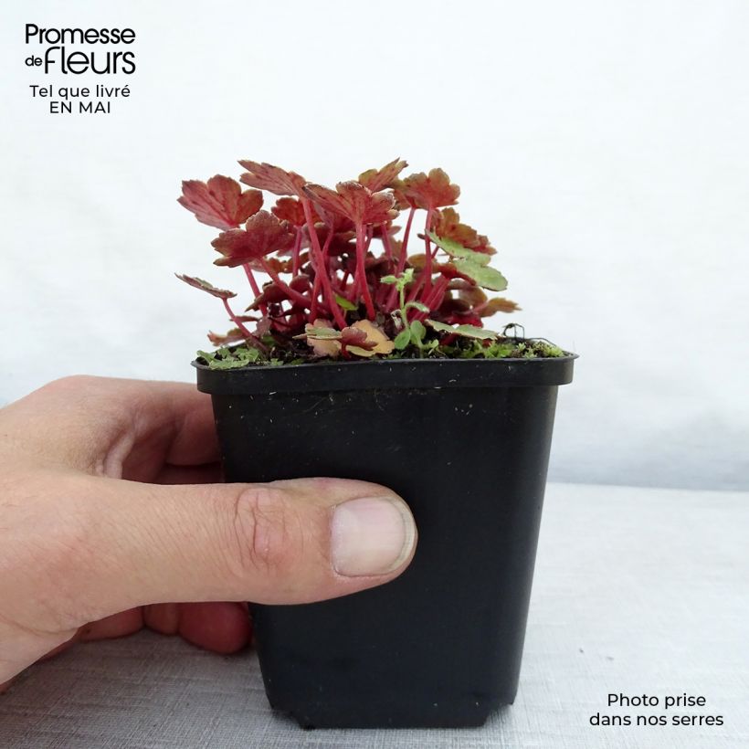 Spécimen de Saxifraga fortunei Beni Tsukasa - Saxifrage Godet de 8/9 cm tel que livré au printemps
