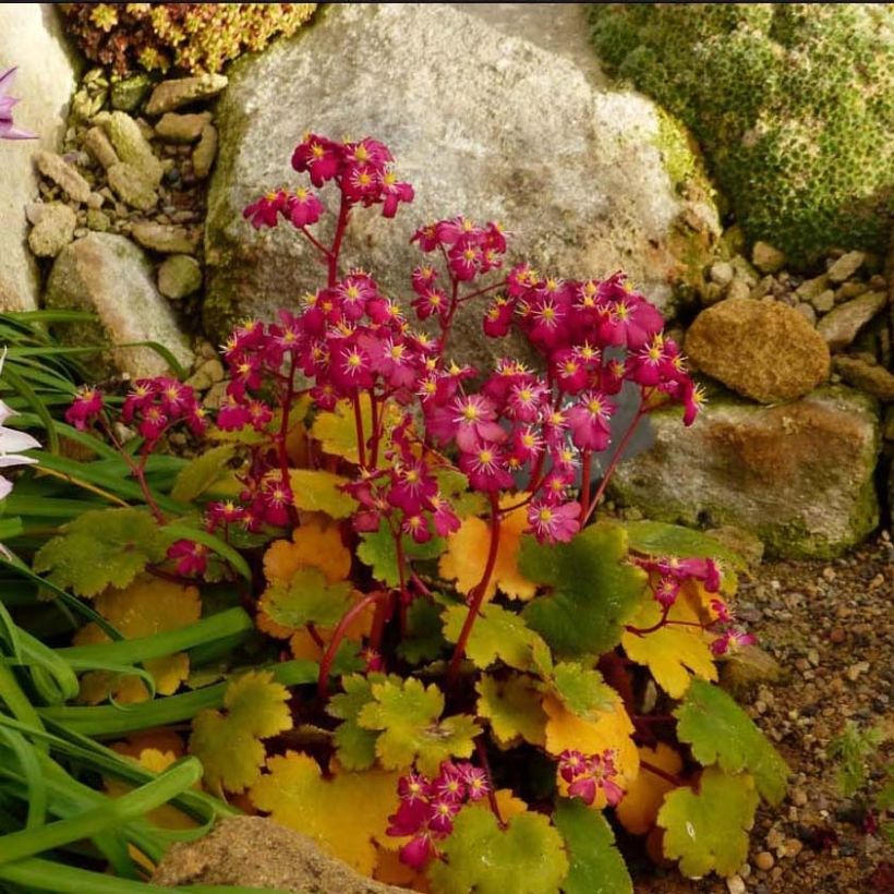 Saxifraga fortunei Gokka - Saxifrage (Floraison)