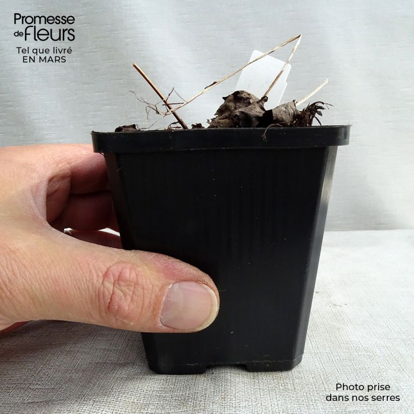 Spécimen de Saxifraga fortunei Rubrifolia - Saxifrage à feuilles noires Godet de 8/9 cm tel que livré en hiver
