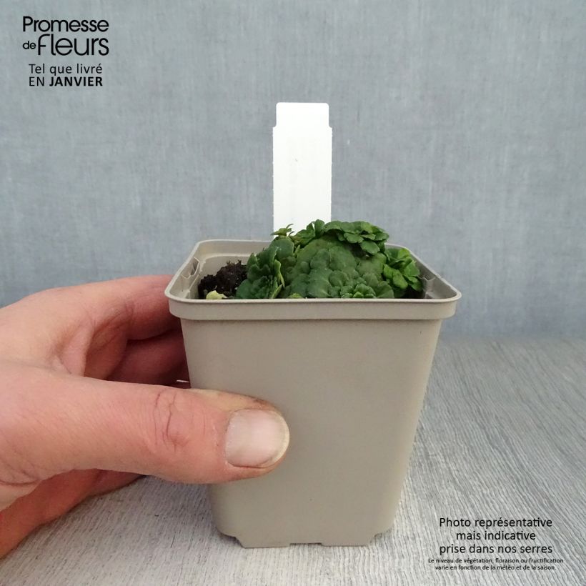 Spécimen de Saxifraga umbrosa Clarence Elliott - Désespoir du peintre. Godet de 8/9 cm tel que livré en hiver