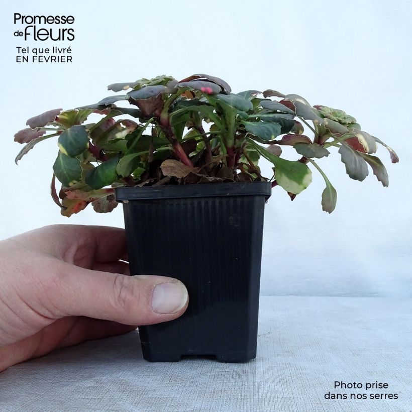 Spécimen de Saxifraga umbrosa Variegata  Godet de 8/9 cm tel que livré en hiver