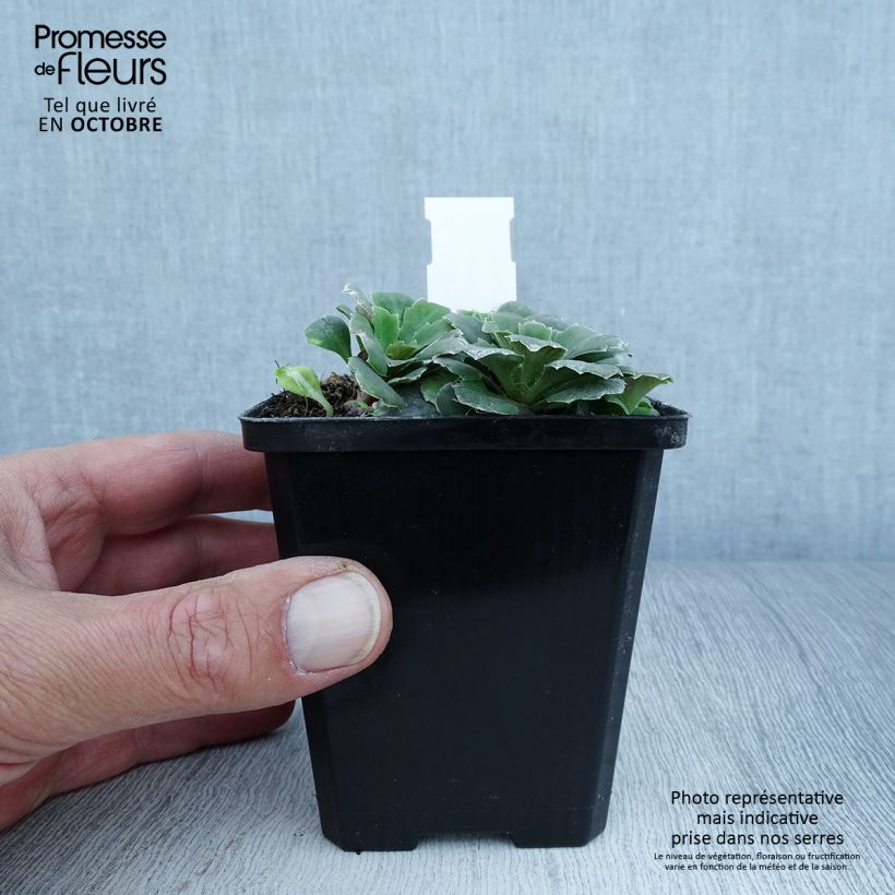 Spécimen de Saxifraga umbrosa Variegata  Godet de 8/9 cm tel que livré en automne