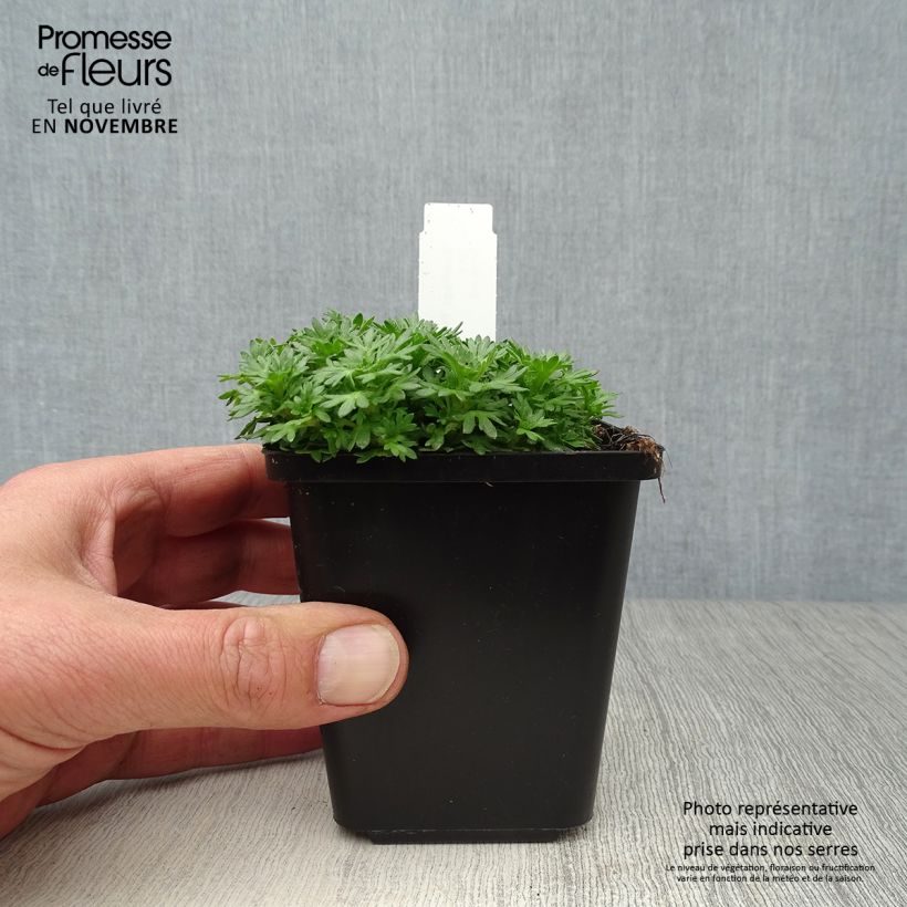 Spécimen de Saxifraga x arendsii Pixie - Saxifrage mousse Godet de 8/9 cm tel que livré en automne