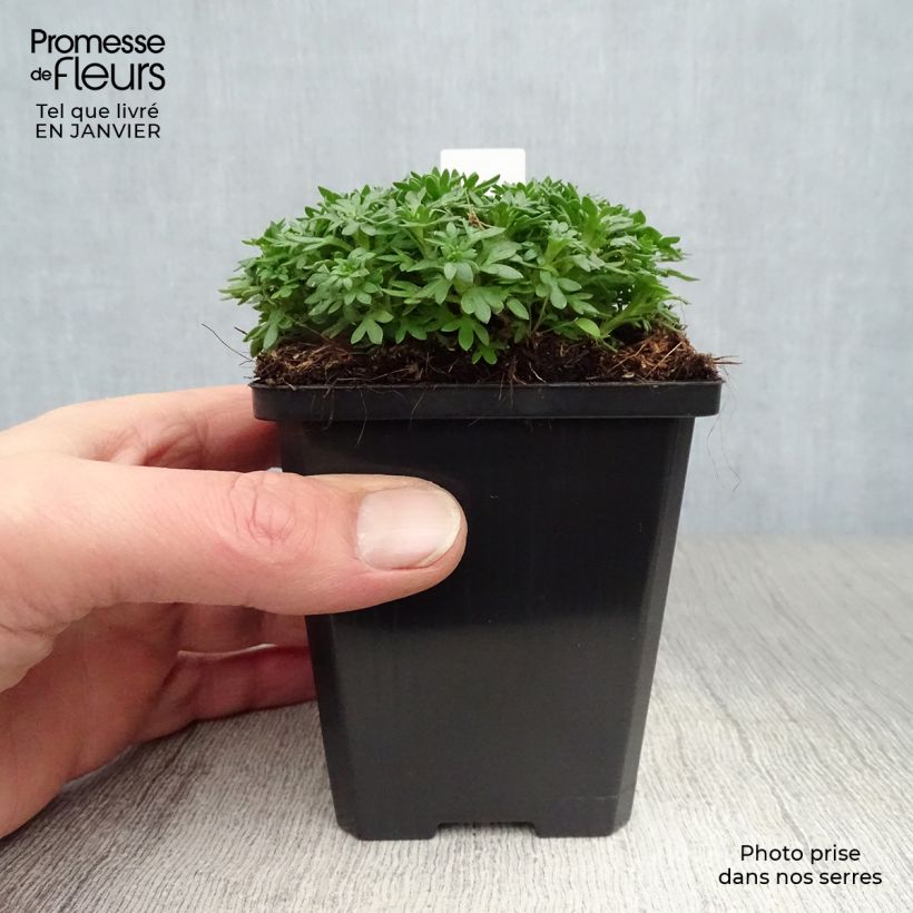 Spécimen de Saxifraga x arendsii Pixie - Saxifrage mousse Godet de 8/9 cm tel que livré en hiver