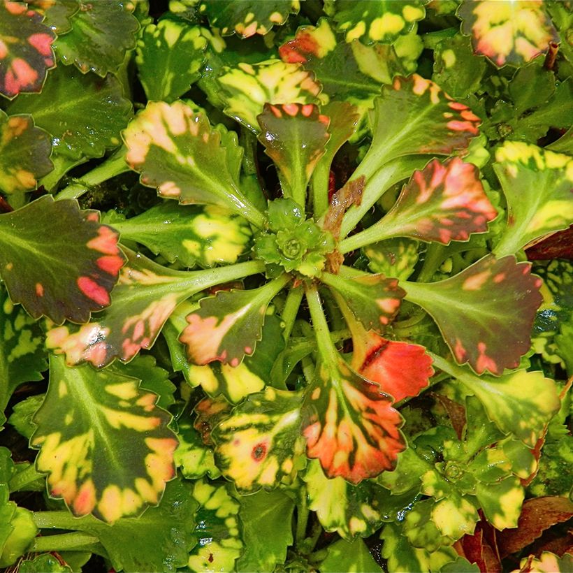 Saxifraga x urbium Aureopunctata - Désespoir du peintre (Feuillage)