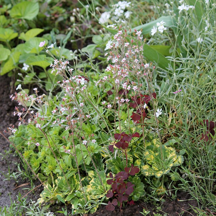 Saxifraga x urbium Aureopunctata - Désespoir du peintre (Port)