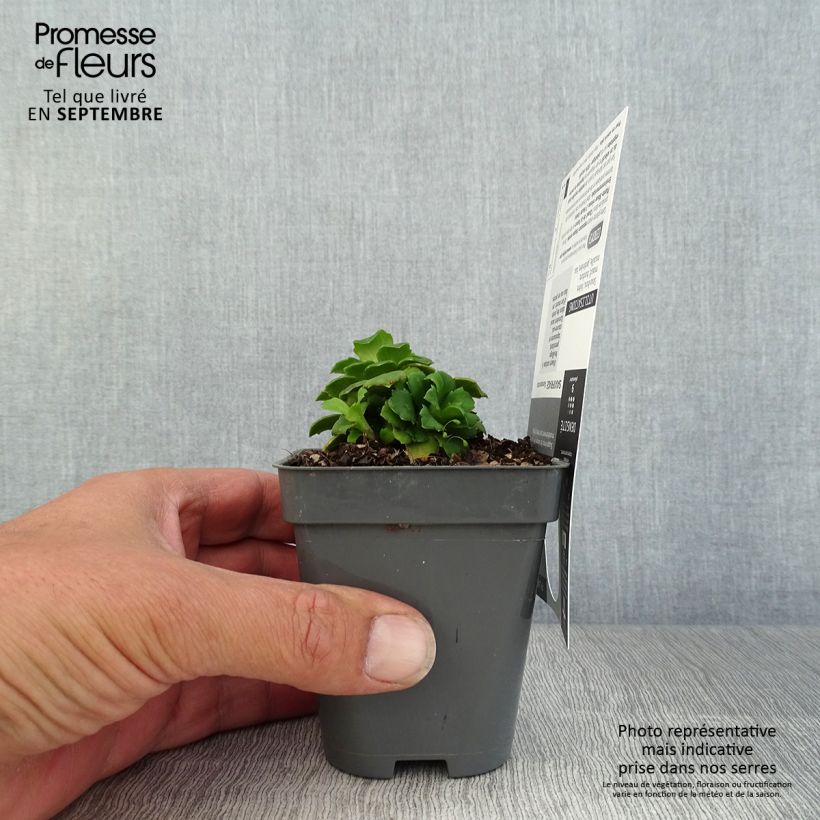 Spécimen de Saxifraga x urbium Aureopunctata - Désespoir du peintre Godet de 8/9 cm tel que livré en automne