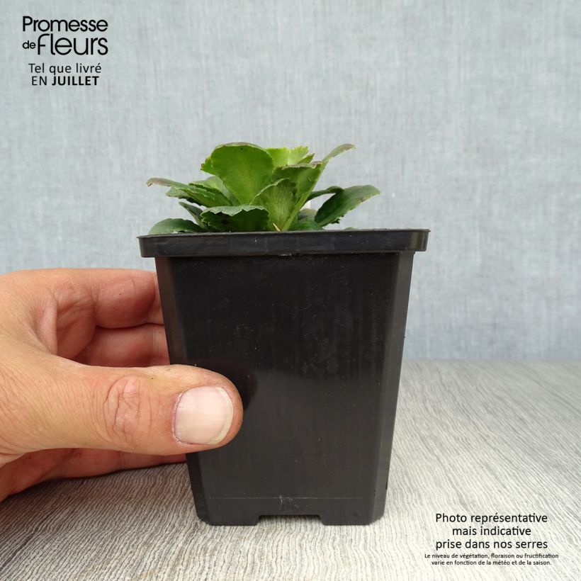 Spécimen de Saxifraga x urbium - Désespoir du peintre Godet de 8/9 cm tel que livré en été