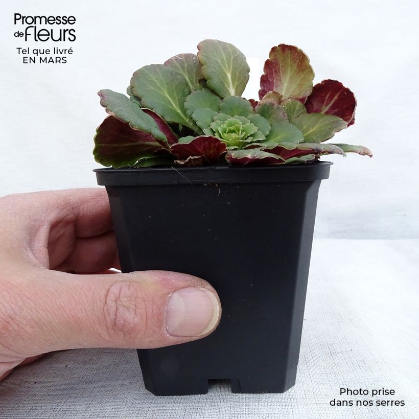 Spécimen de Saxifraga x urbium - Désespoir du peintre Godet de 8/9 cm tel que livré en hiver