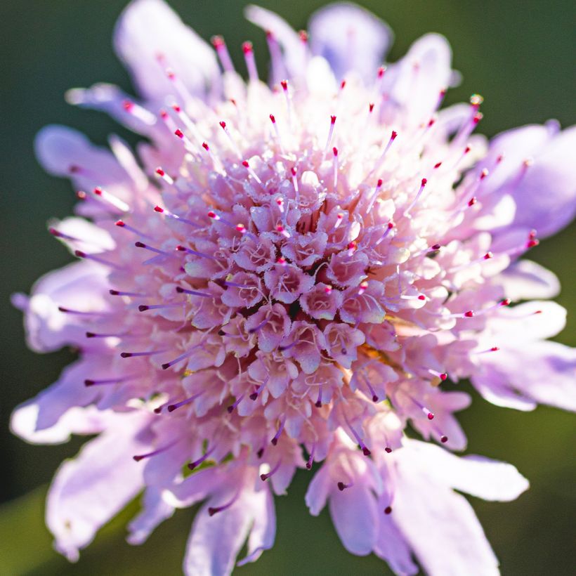Scabiosa columbaria Pincushion Pink - Scabieuse colombaire (Floraison)