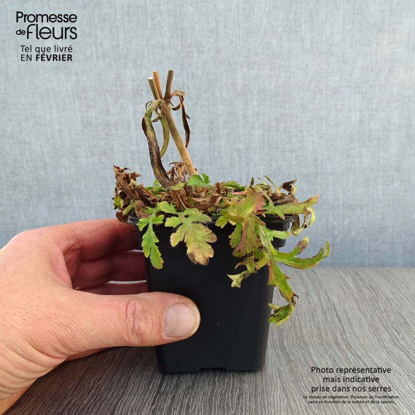 Spécimen de Scabieuse Butterfly Blue - Scabiosa Godet de 7/8 cm tel que livré en hiver