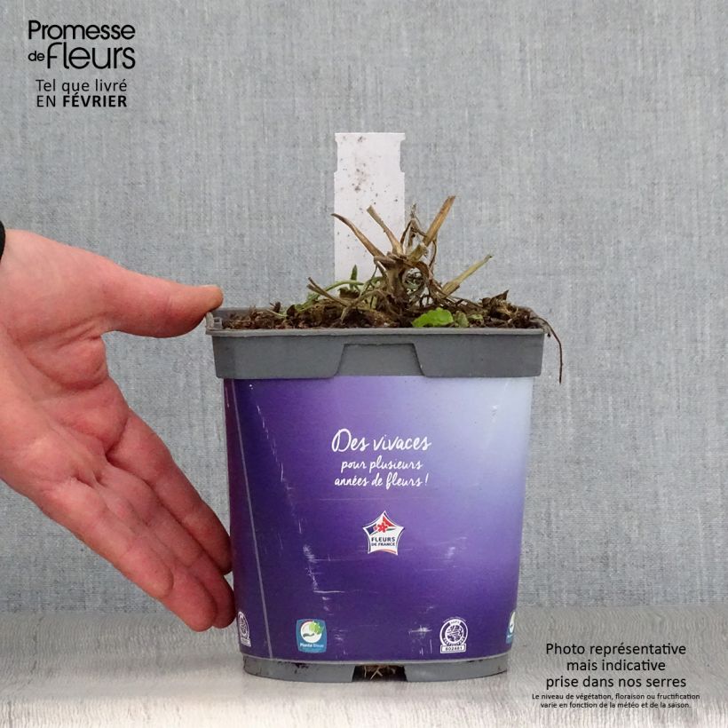 Spécimen de Scabieuse Butterfly Blue - Scabiosa Pot de 2L/3L tel que livré en hiver