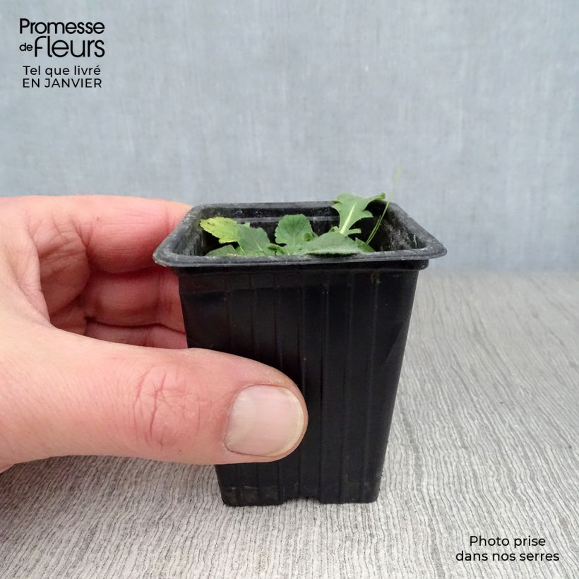 Spécimen de Scabieuse columbaria Pink Mist Godet de 7/8 cm tel que livré en hiver