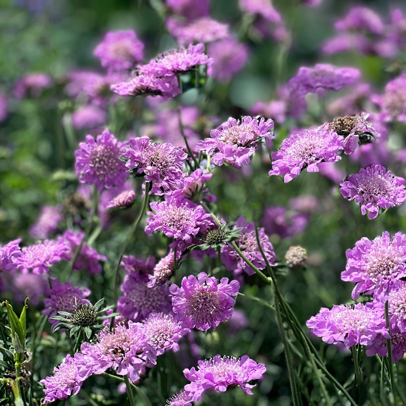 Scabieuse columbaria Pink Mist (Port)