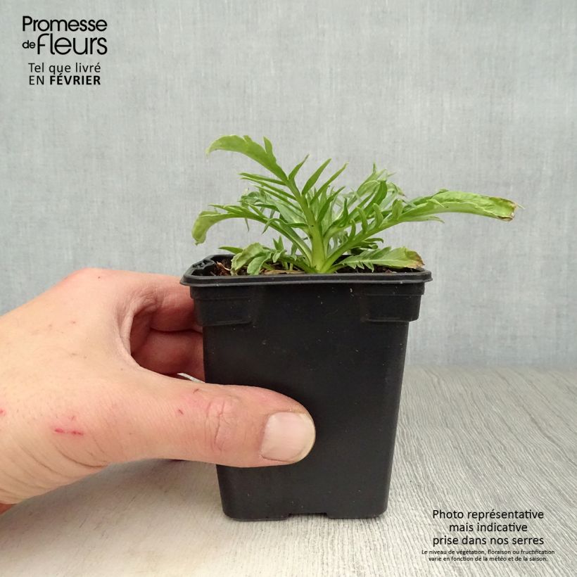 Spécimen de Scabieuse du Caucase - Scabiosa caucasica Alba Godet de 7/8 cm tel que livré en hiver