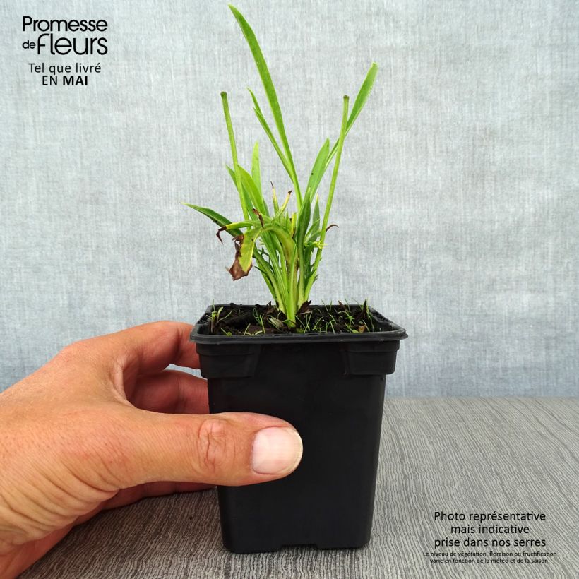 Spécimen de Scabieuse du Caucase - Scabiosa caucasica Alba Godet de 7/8 cm tel que livré au printemps