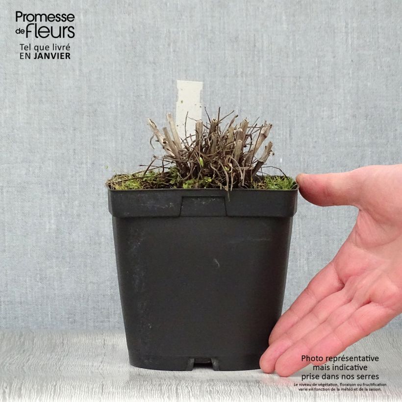 Spécimen de Scabieuse du Caucase - Scabiosa caucasica Alba Pot de 2L/3L tel que livré en hiver