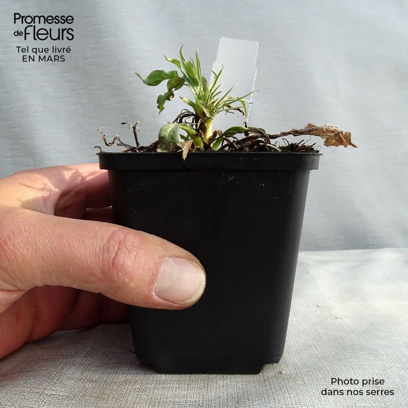 Spécimen de Scabieuse du Caucase - Scabiosa caucasica Fama Godet de 8/9 cm tel que livré en hiver