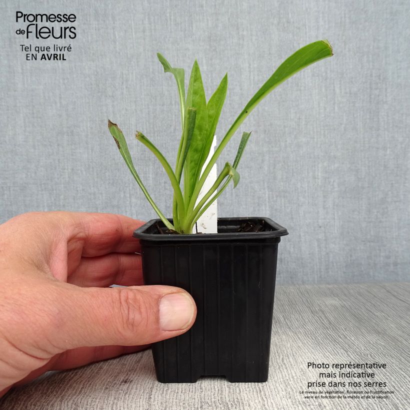 Amostra de Scabiosa caucasica Fama Vaso de 8/9 cm tal como entregue na primavera