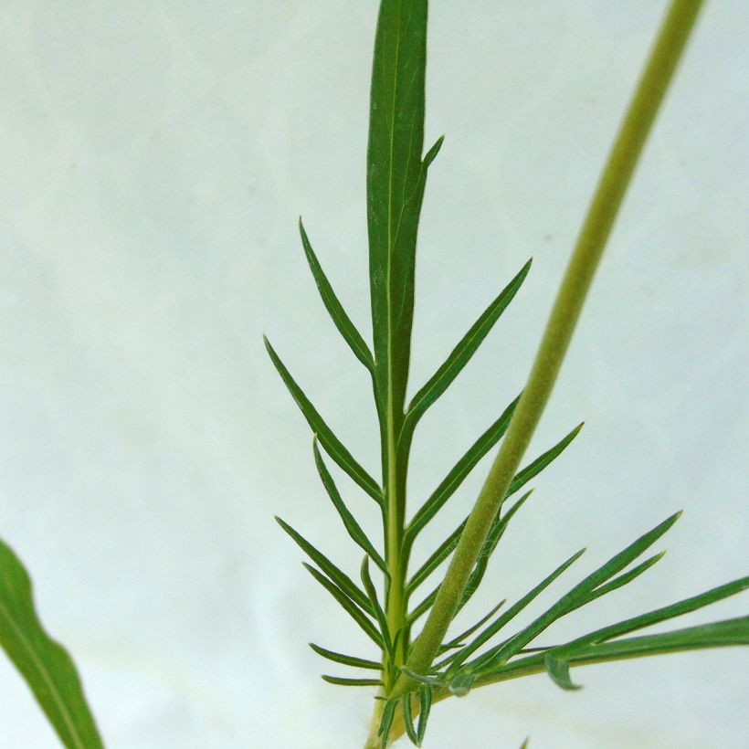 Scabieuse du Caucase - Scabiosa caucasica Perfecta (Feuillage)