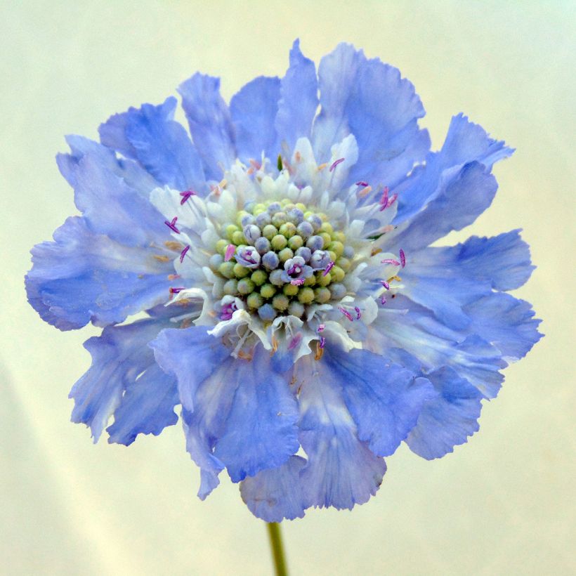 Scabiosa caucasica Perfecta (Floração)
