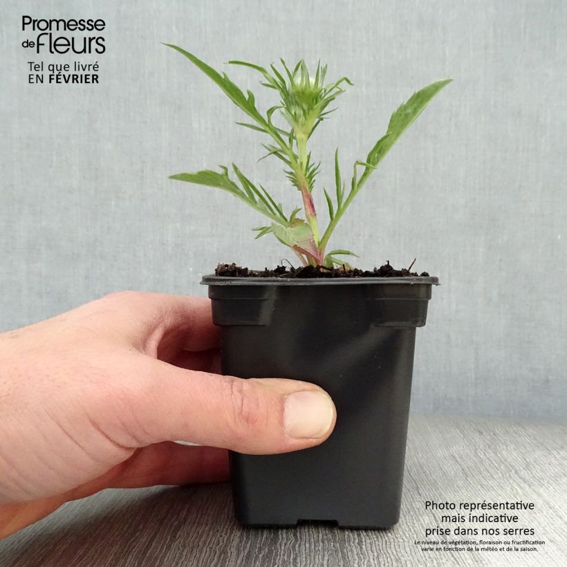 Spécimen de Scabieuse du Caucase - Scabiosa caucasica Perfecta Godet de 7/8 cm tel que livré en hiver