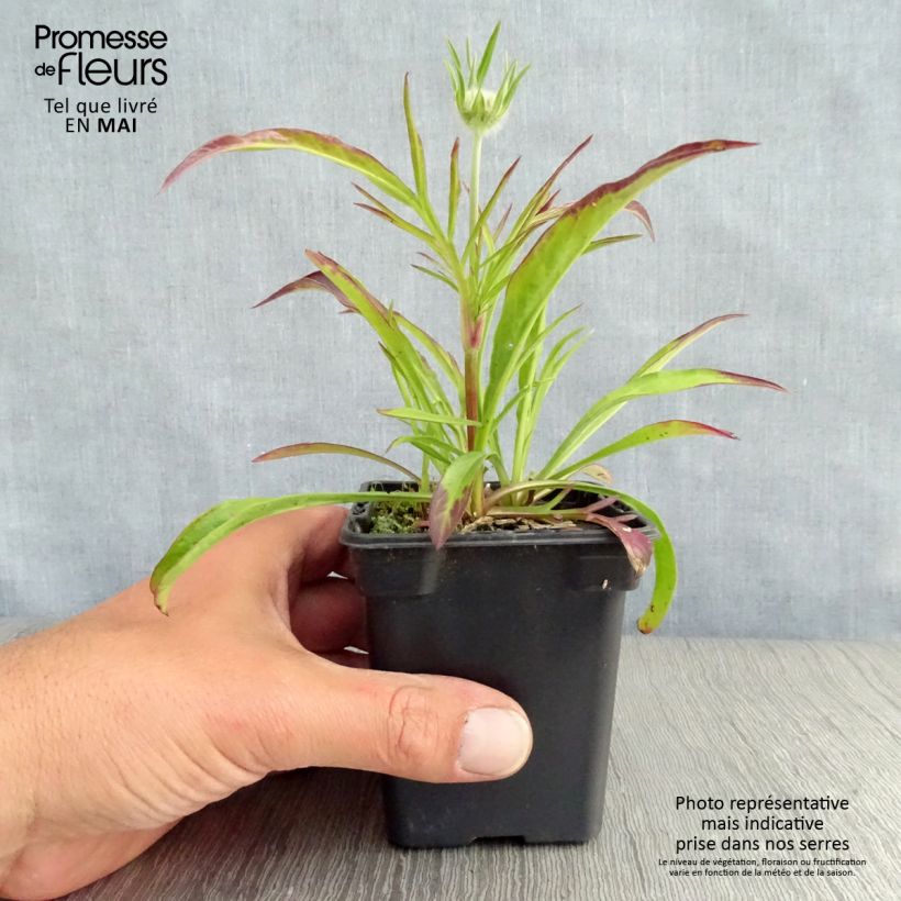 Spécimen de Scabieuse du Caucase - Scabiosa caucasica Perfecta Godet de 7/8 cm tel que livré au printemps