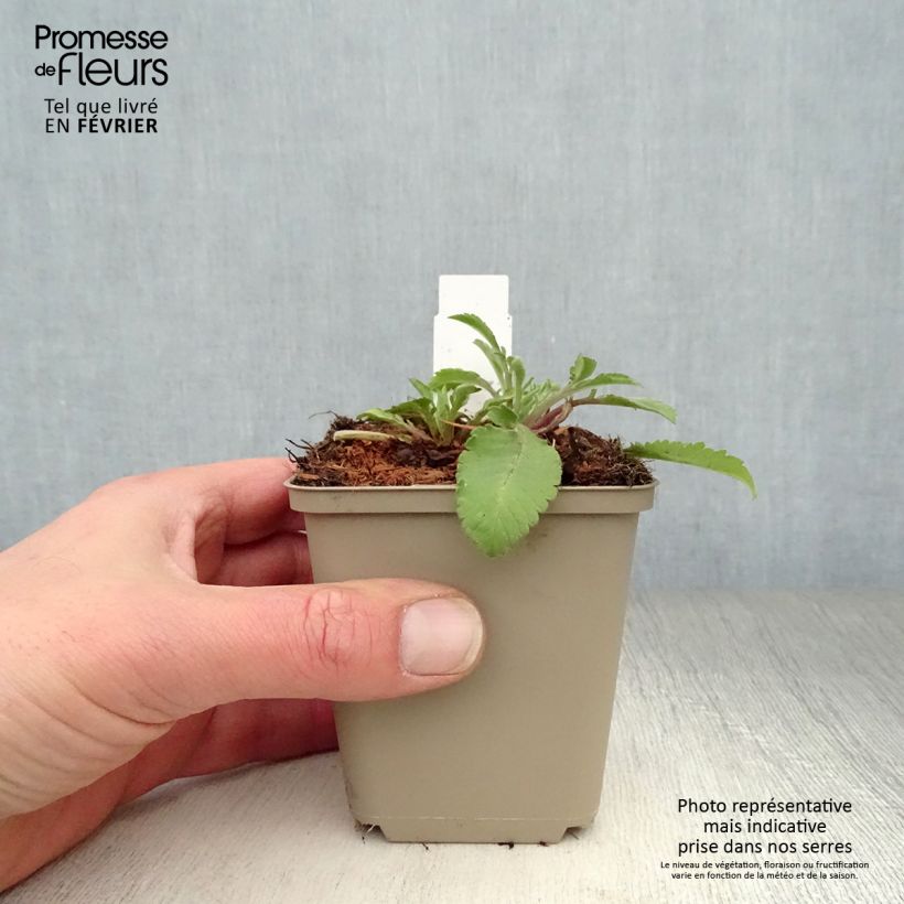 Spécimen de Scabieuse jaune - Scabiosa ochroleuca Godet de 8/9 cm tel que livré en hiver