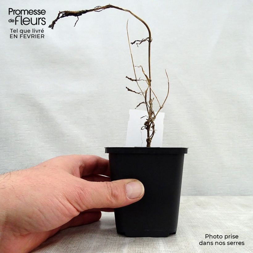 Spécimen de Scabieuse noire - Scabiosa Chile Black Godet de 7/8 cm tel que livré en hiver