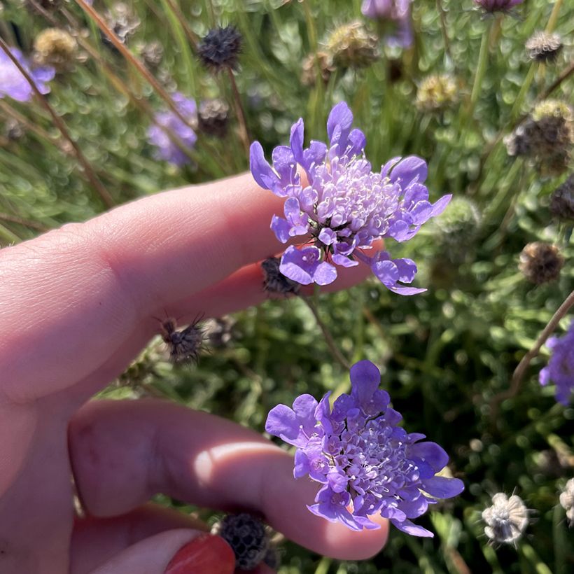 Scabiosa Nova Dew Drops - Scabieuse (Floraison)
