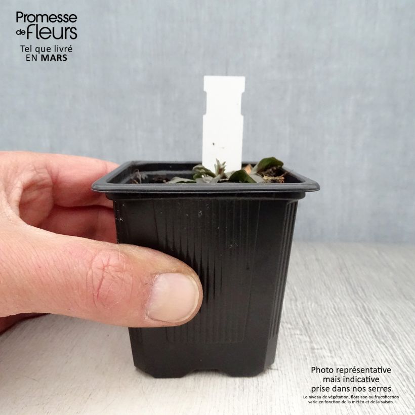 Spécimen de Scabiosa canescens ou suaveolens - Scabieuse odorante Godet de 8/9 cm tel que livré au printemps