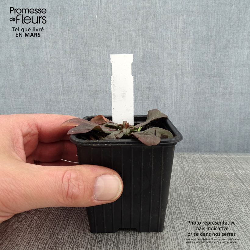 Spécimen de Scabiosa canescens ou suaveolens - Scabieuse odorante Godet de 8/9 cm tel que livré en hiver