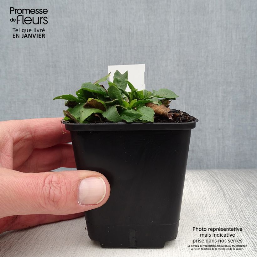 Spécimen de Scabiosa columbaria Pincushion Pink - Scabieuse colombaire  Godet de 8/9 cm tel que livré en hiver