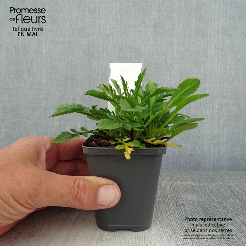 Spécimen de Scabiosa columbaria Pincushion Pink - Scabieuse colombaire  Godet de 8/9 cm tel que livré au printemps