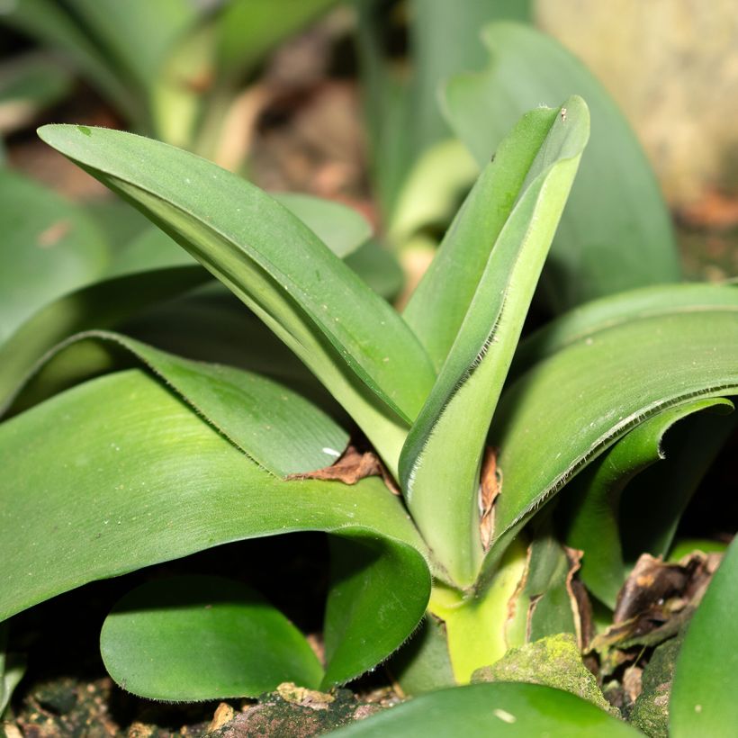 Scadoxus ou haemanthus albiflos (Feuillage)