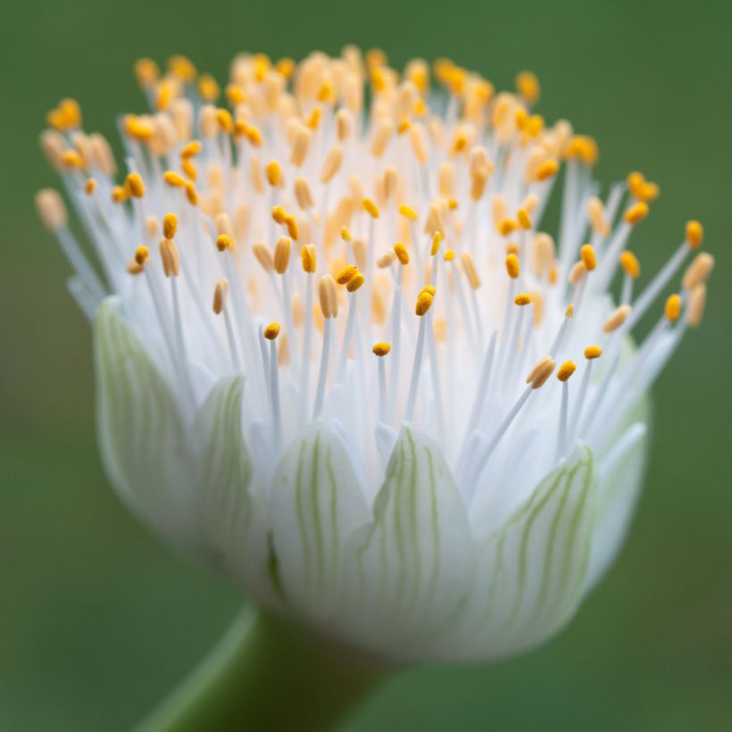 Scadoxus ou haemanthus albiflos (Floraison)