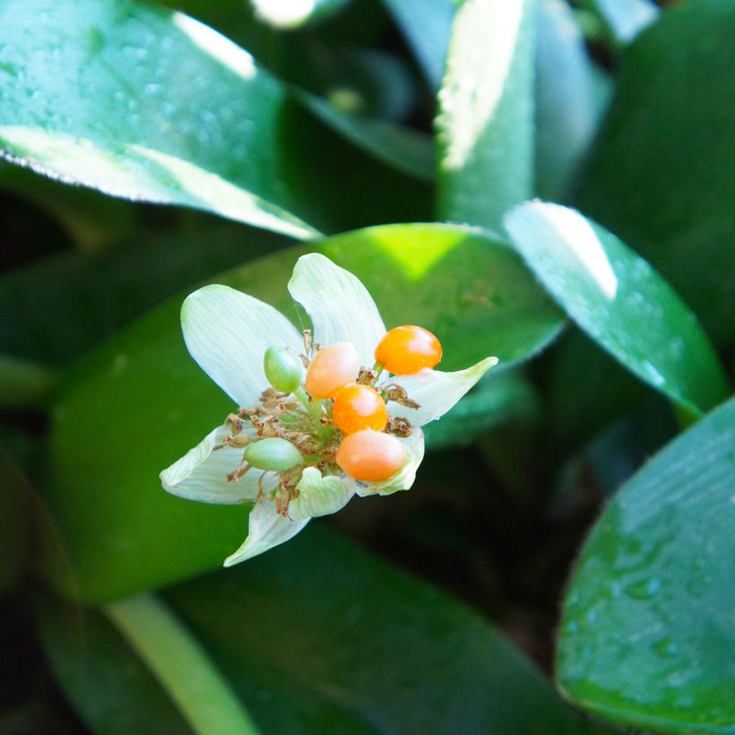 Scadoxus ou haemanthus albiflos (Récolte)