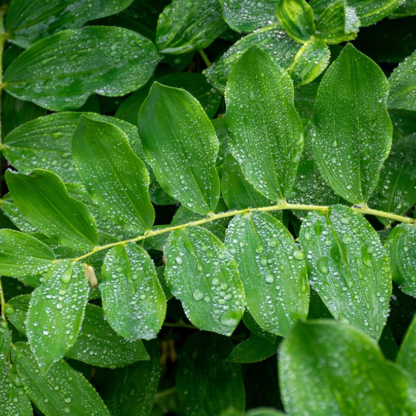 Sceau de Salomon - Polygonatum multiflorum (Feuillage)