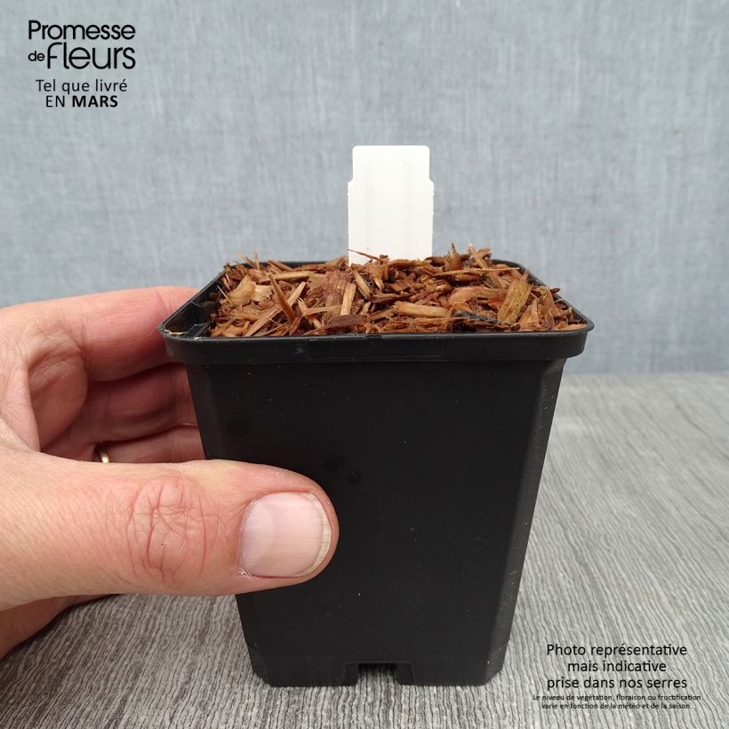 Spécimen de Sceau de Salomon - Polygonatum odoratum Godet de 8/9 cm tel que livré en hiver