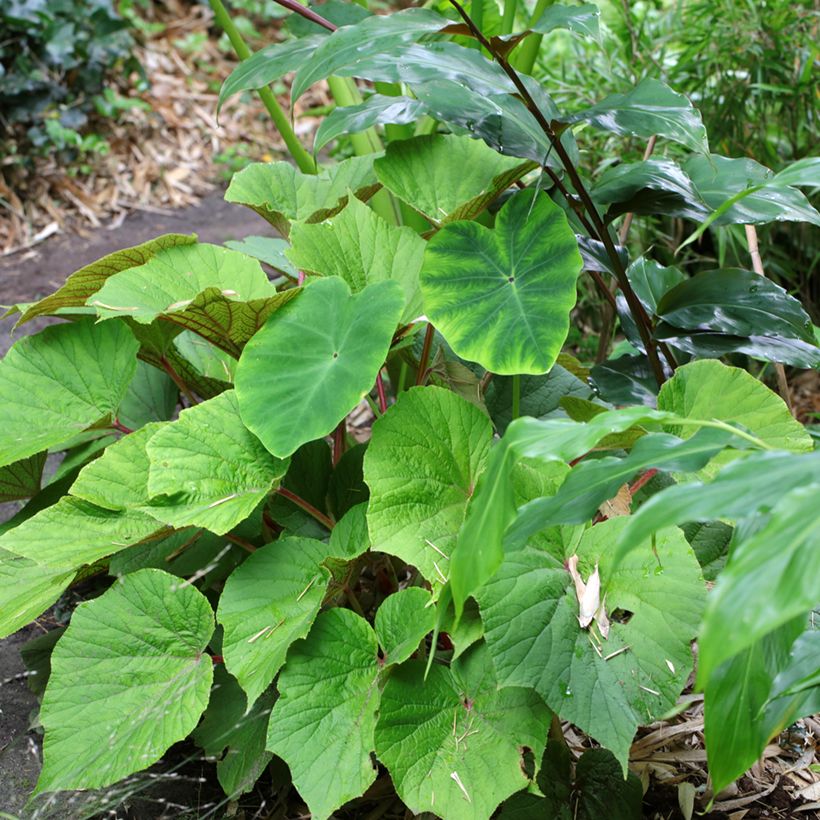 Begonia Torsa (Port)