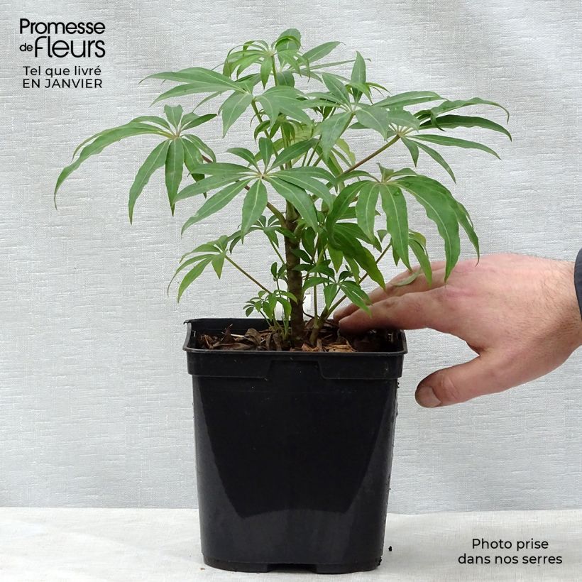Spécimen de Schefflera taiwaniana Pot de 2L/3L tel que livré en hiver