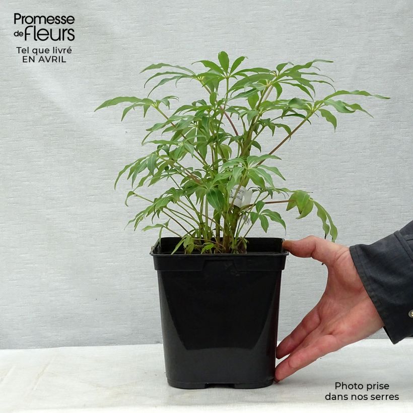 Spécimen de Schefflera taiwaniana Pot de 2L/3L tel que livré au printemps