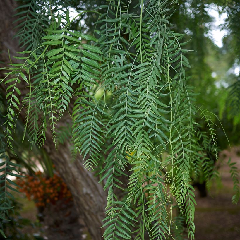 Schinus molle - Faux-poivrier, Poivrier sauvage  (Feuillage)