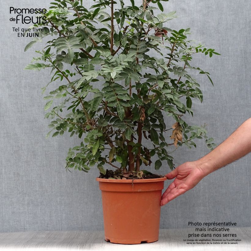 Spécimen de Schinus terebinthifolius - Poivre rose Pot de 7,5L/10L tel que livré en été