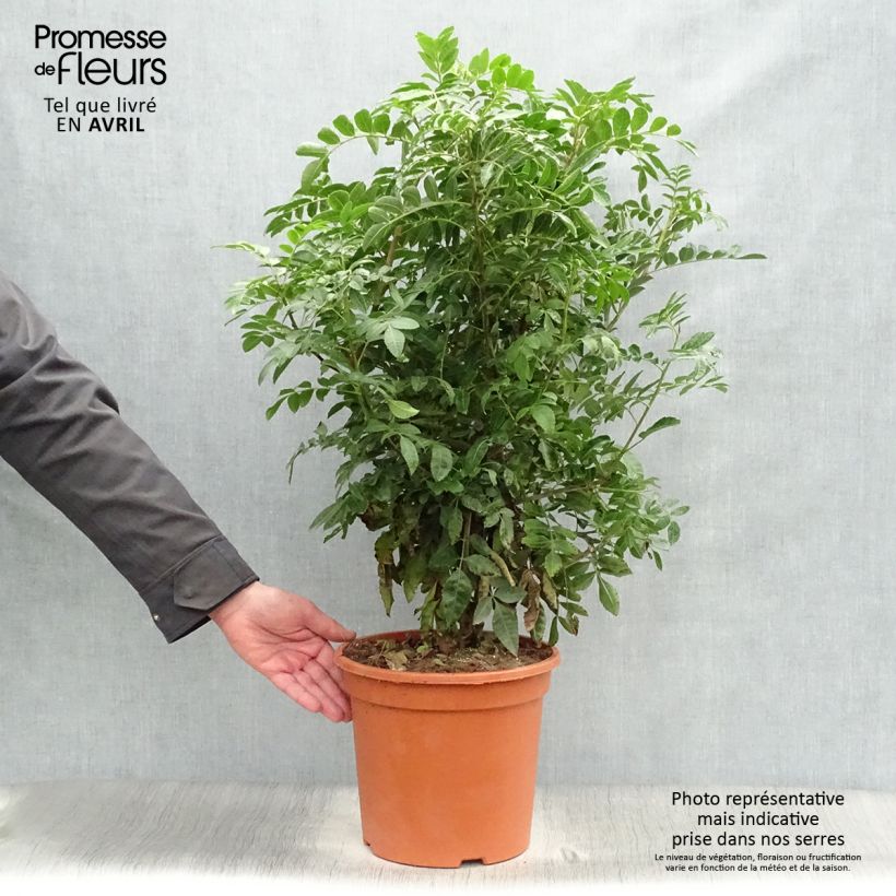 Spécimen de Schinus terebinthifolius - Poivre rose Pot de 7,5L/10L tel que livré au printemps