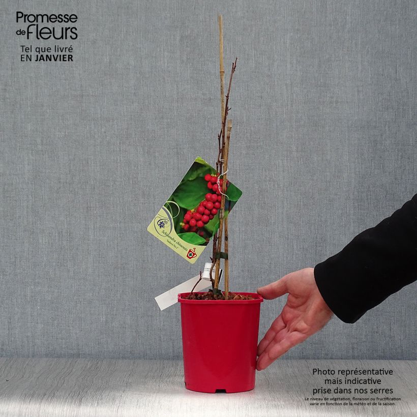 Spécimen de Schisandra chinensis Sadova N°1 - Baie aux 5 saveurs autofertile Pot de 2L/3L tel que livré en hiver